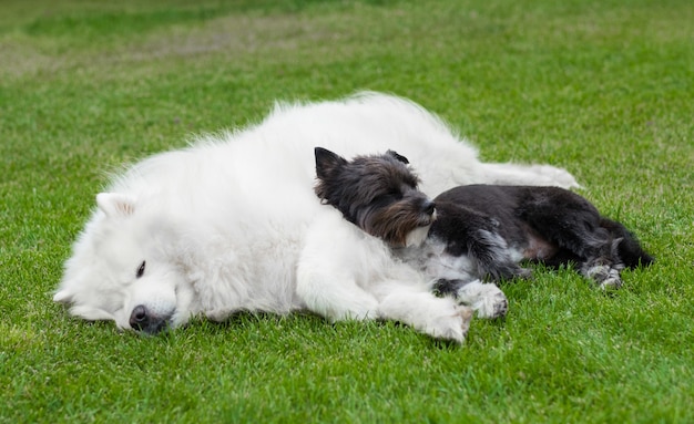 Черная собака лежит на белом аляскинском маламуте на зеленой лужайке