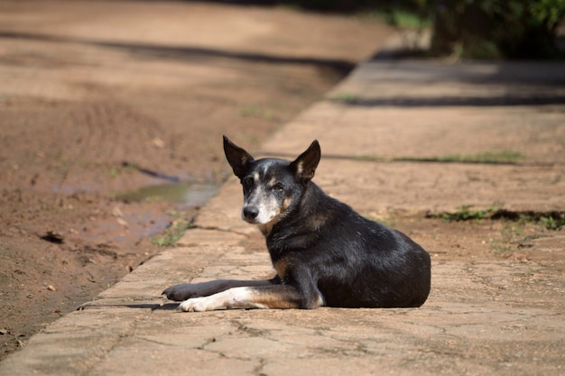 Black dog lying on a sunny sidewalk, gazing at the camera