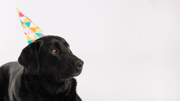 Black dog in party hat