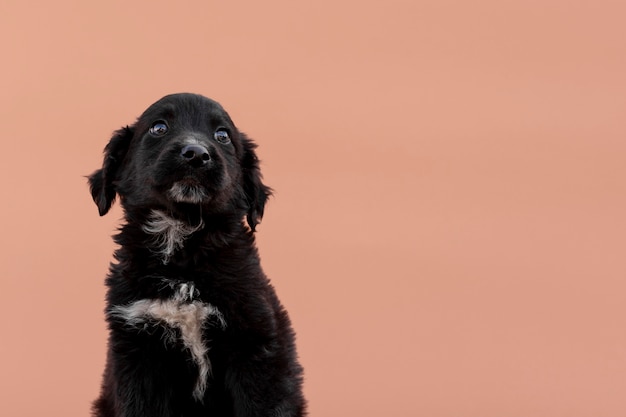 ピンクの背景に黒犬