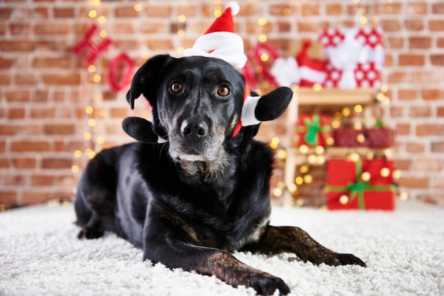 Black dog wearing a santa hat