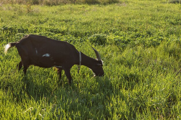 Черная домашняя коза ест траву