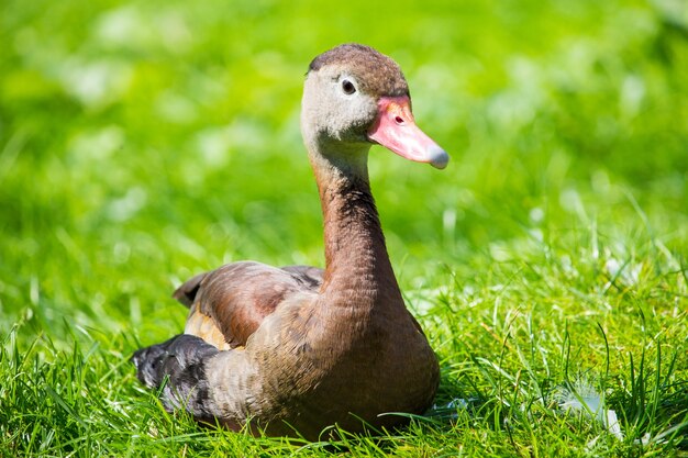 Black duck sitting on the green grass during daytime