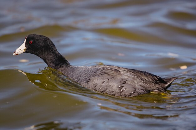 Black duck on water during daytime