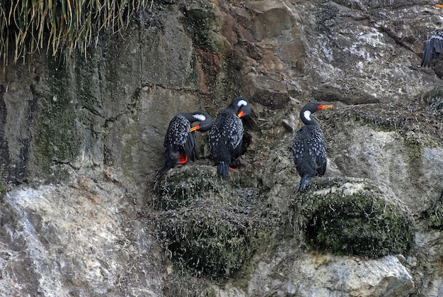 Free photo black ducks sitting on the rocky stones