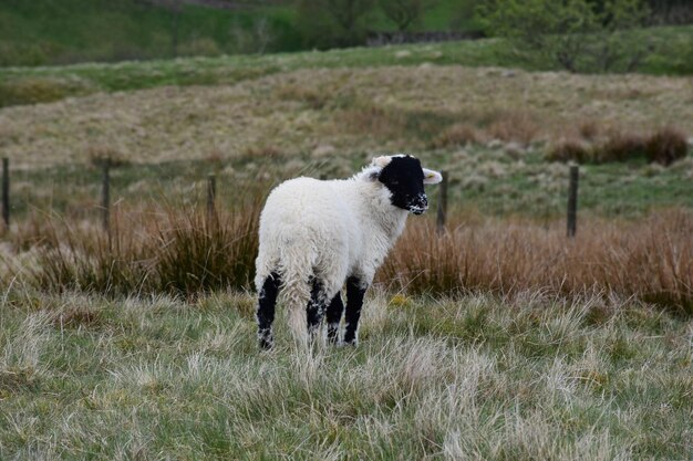 Black faced white lamb glancing back over his shoulder.