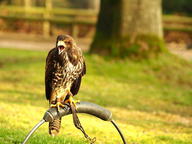 Black falcon sitting on a piece of metal behind a green field