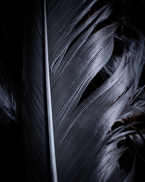 Black feather closeup