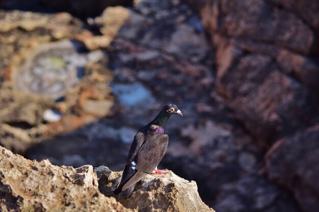 Black feral pigeon on the cliffs in Malta