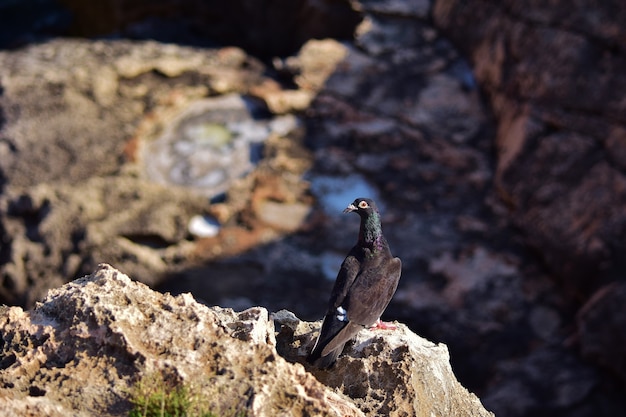 Black feral pigeon on the cliffs in Malta