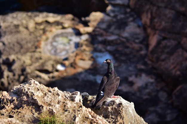 Black feral pigeon on the cliffs in Malta