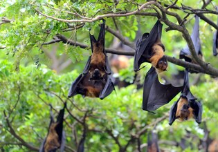 Bat photos