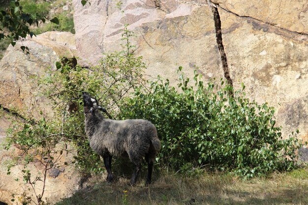 Black goat eating from a bush beside a cliff in Sandvig, Bornholm