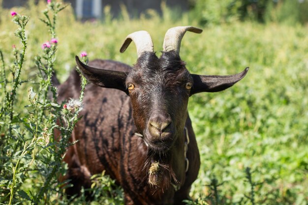 Черная коза в природе сельской местности