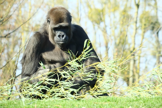 Черная горилла стоит перед деревьями в окружении травы и растений
