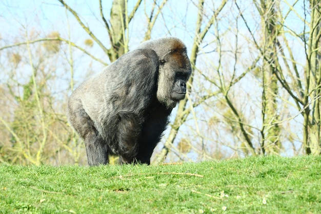 Black gorilla surrounded by trees during daytime