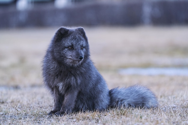 Black and gray fox on brown grass field during daytime