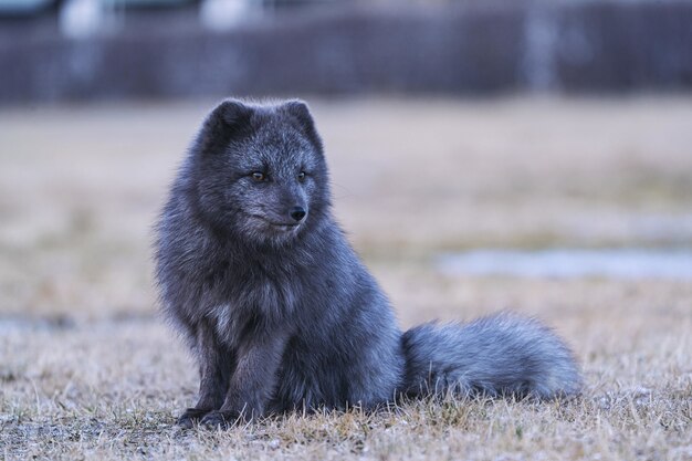 Black and gray fox on brown grass field during daytime