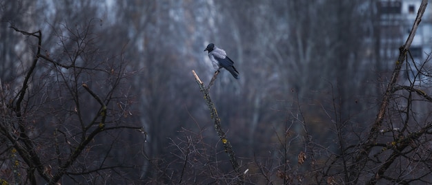 Black and grey crow sitting on a tree branch with a forest and buildings on the blurry background