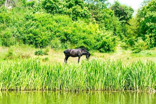Black horse grazing on green grass field