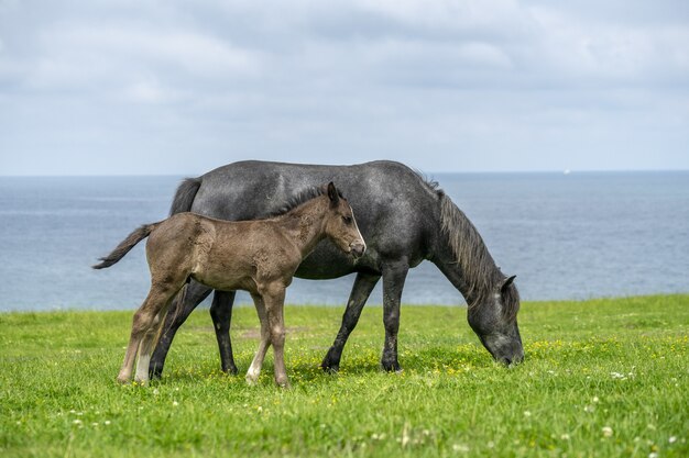 Black horse and its foal walking on the grass near the lake