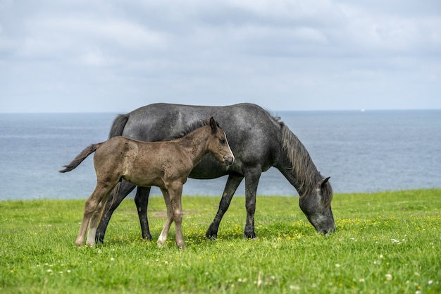 Black horse and its foal walking on the grass near the lake