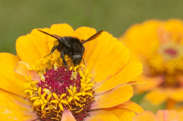 black insect sitting on the yellow flower