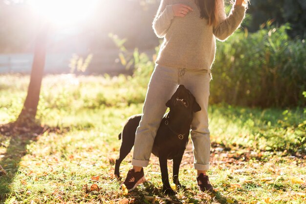 Black labrador looking at his pet owner in park