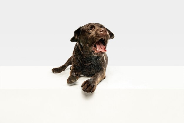 スタジオで黒いラブラドールレトリバー犬