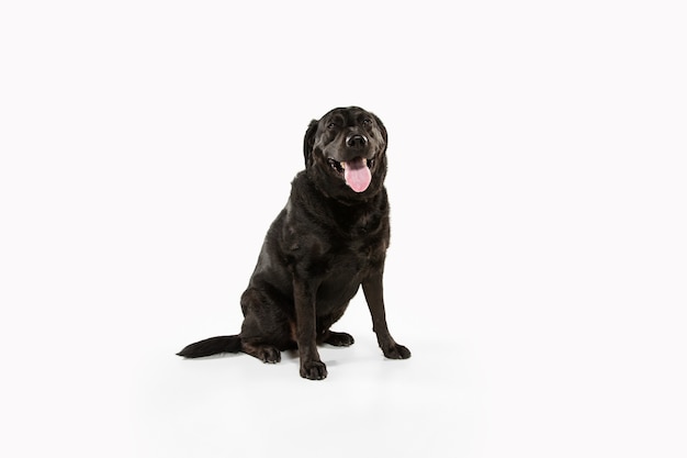楽しんでいる黒いラブラドールレトリバー。かわいい遊び心のある犬や純血種のペットは、白で隔離された遊び心とかわいいに見えます