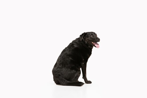 楽しんでいる黒いラブラドールレトリバー。かわいい遊び心のある犬や純血種のペットは、白で隔離された遊び心とかわいいに見えます