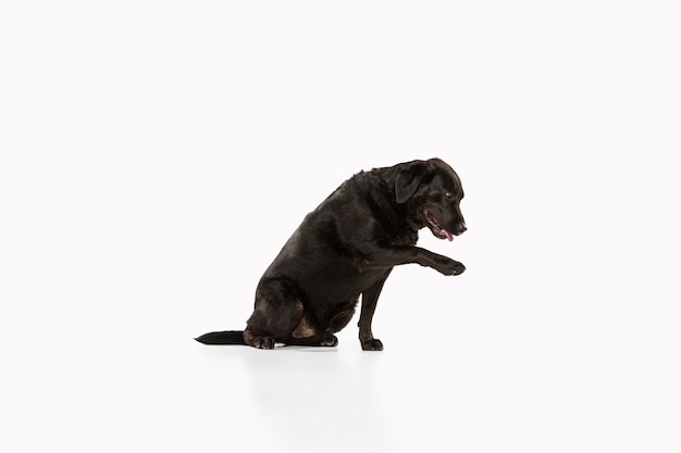 Foto gratuita documentalista di labrador nero divertendosi. simpatico cane giocoso o animale domestico di razza sembra giocoso e carino isolato su bianco