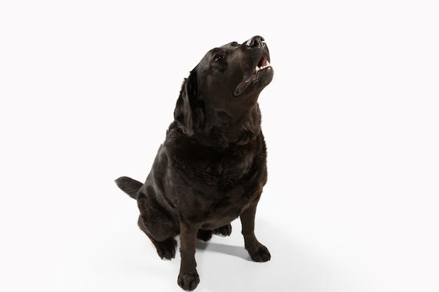 Black labrador retriever isolated