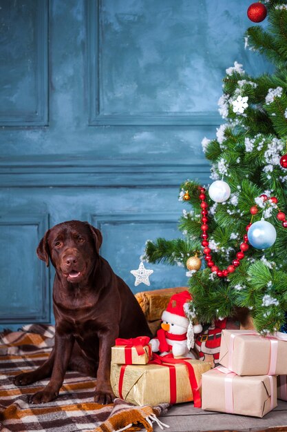 Черный лабрадор-ретривер сидит с подарками на рождественских украшениях