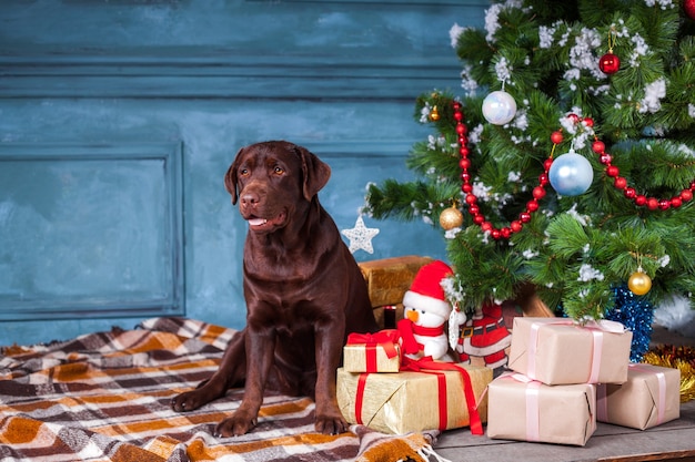 The black labrador retriever sitting with gifts on Christmas decorations