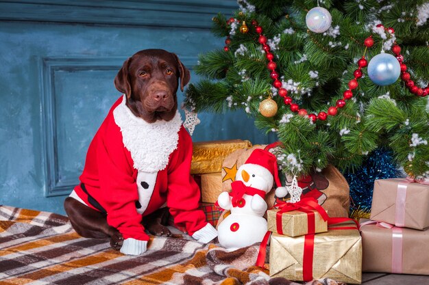 Черный лабрадор-ретривер сидит с подарками на рождественских украшениях