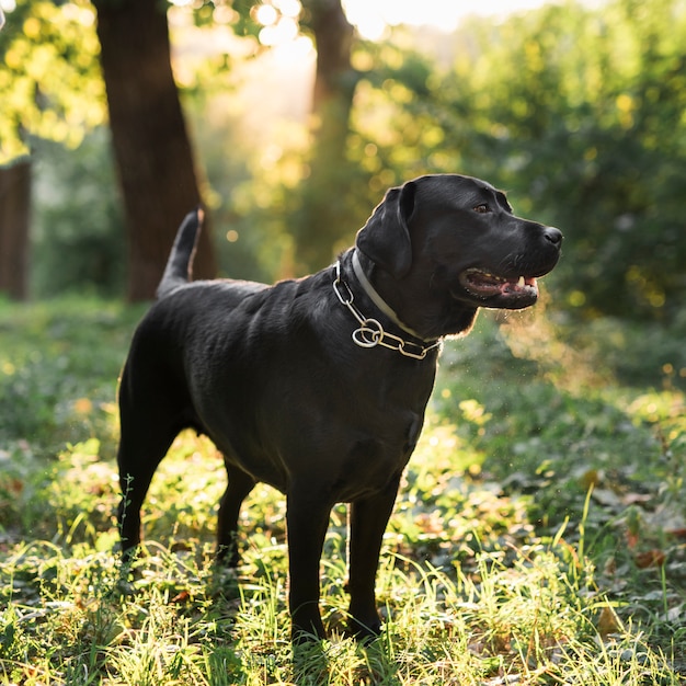 Black labrador retriever standing in green forest