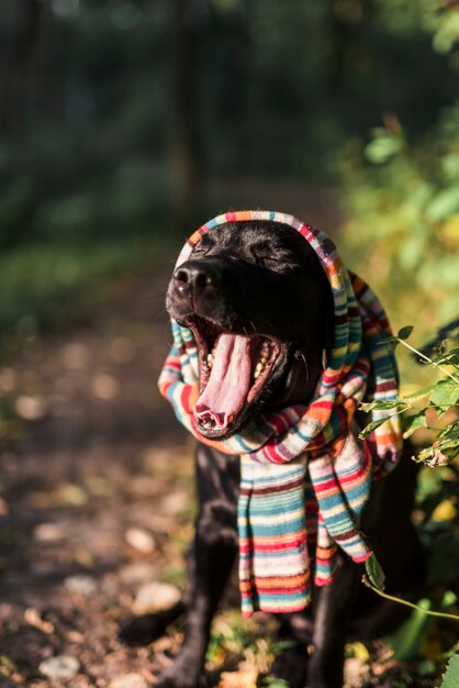 Black labrador with multicolored scarf yawing in park