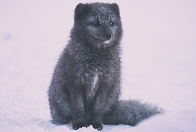 Black legged animal on white surface