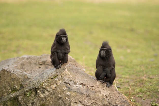 Black macaque monkeys sitting on a huge rock with crossed hands in a bush field