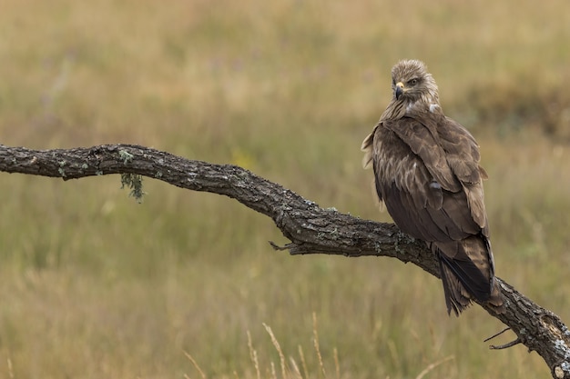 Black Milano perched on a tree branch on a blurred background - Milvus migrans