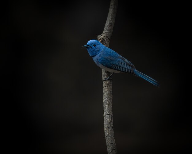 검은 머리 군주, Hypothymis azurea