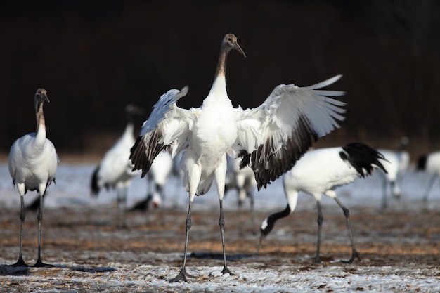 Black-necked crane landing on the ground covered in the snow