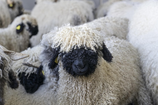 Free photo black nosed sheep