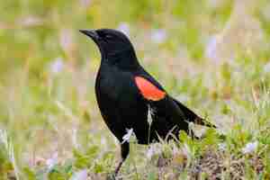 Free photo black and orange bird on green grass during daytime