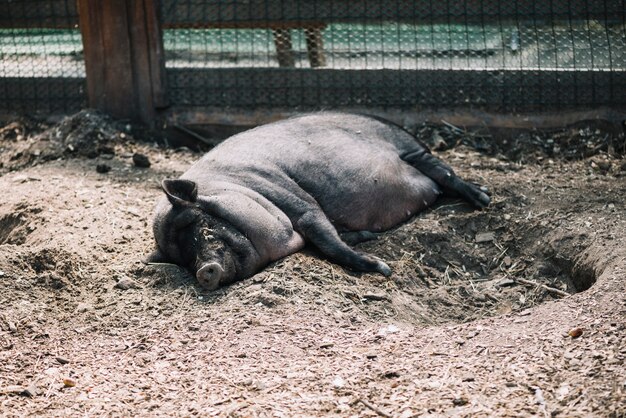 Black pig lying on the soil in the farm