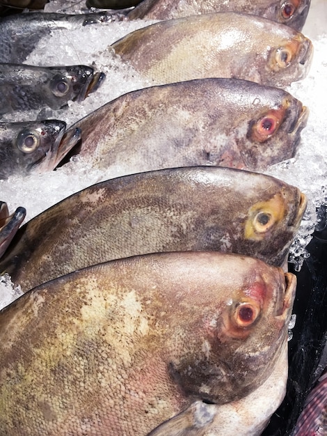 Free photo black pomfret fish