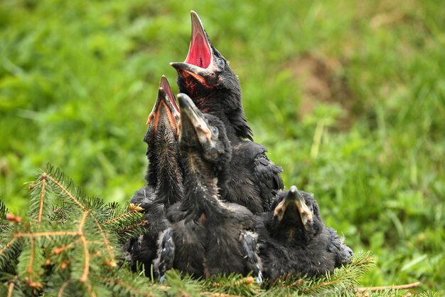 Black raven in the nature habitat