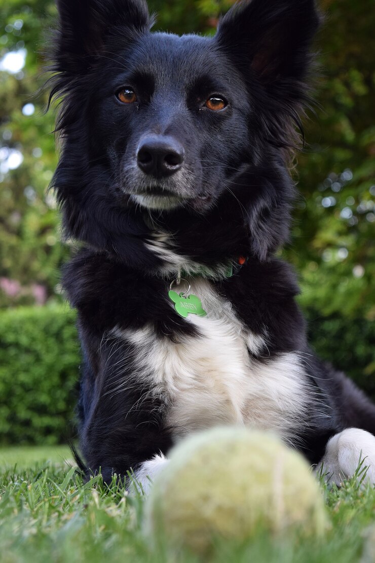Free Photo black schipperke laying on the ground covered in greenery with trees on the blurry background