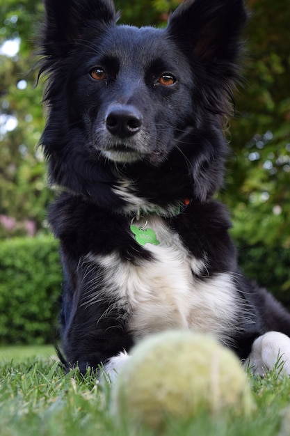 Black Schipperke laying on the ground covered in greenery with trees on the blurry background